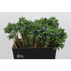 Anemone Marianne Blue