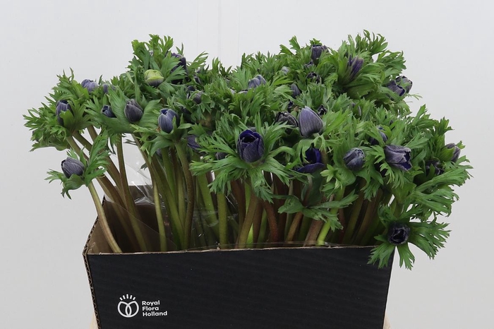 <h4>Anemone Marianne Blue</h4>