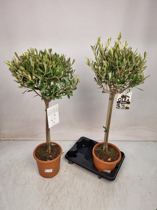 <h4>OLEA EUROPAEA</h4>
