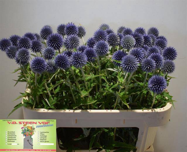 <h4>ECHIN BA BLUE GLOBE</h4>