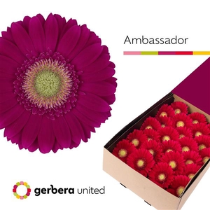 Ge Gr Ambassador Box United