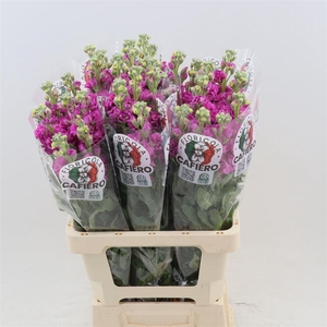 Matthiola Iron Rose Pink