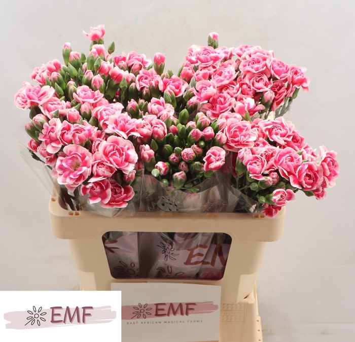 <h4>Di Tr Cosmocherry</h4>