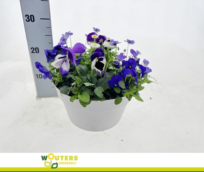 <h4>PERKPL GEM IN POT</h4>