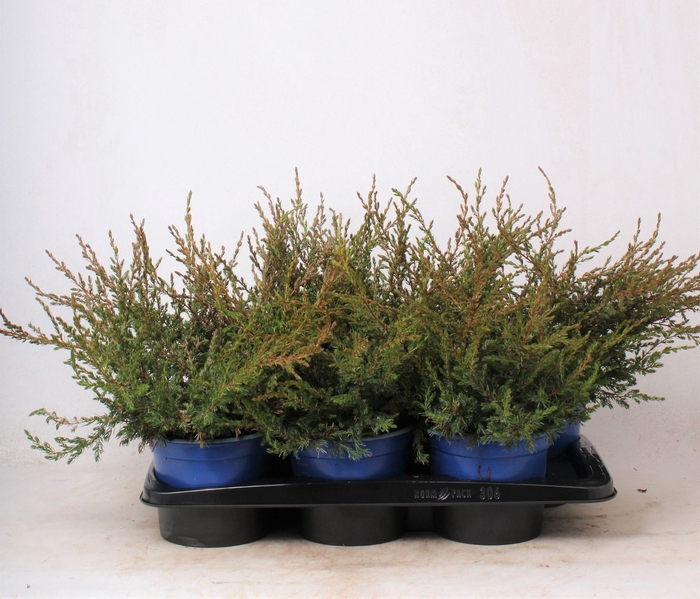 <h4>Juniperus communis Repanda</h4>