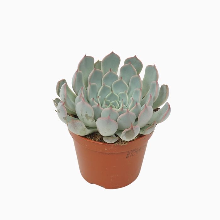 <h4>Echeveria cuspidata</h4>