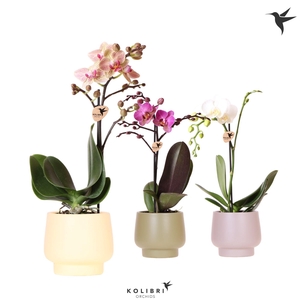 Kolibri Orchids Phalaenopsis mix 1 spike in Scandic pot mix