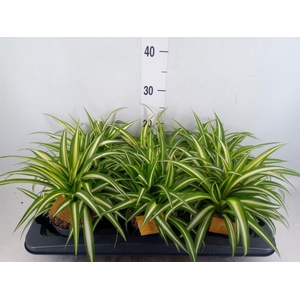 Chlorophytum com. 'Variegatum'