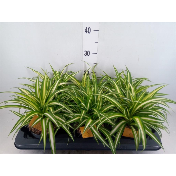 <h4>Chlorophytum com. 'Variegatum'</h4>