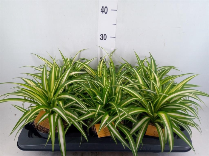 Chlorophytum com. 'Variegatum'