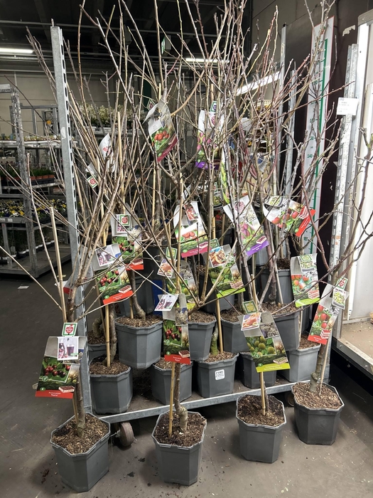 <h4>FRUIT KAR MIX LUXE</h4>