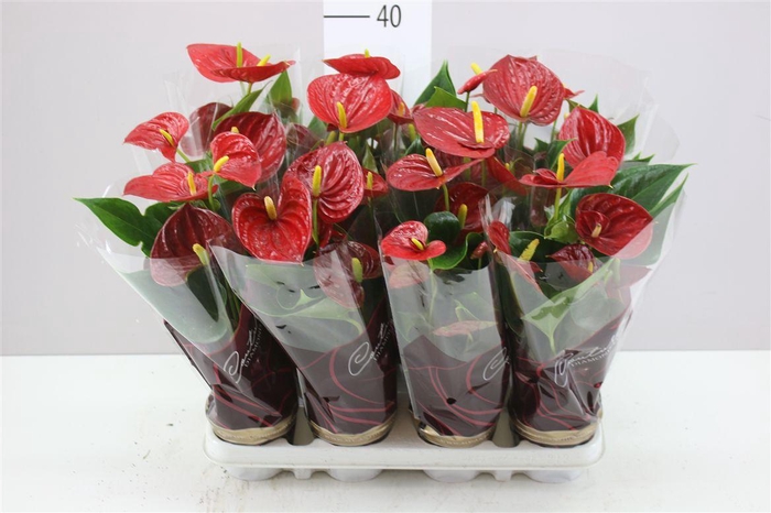 <h4>Anth An Diamond Red</h4>