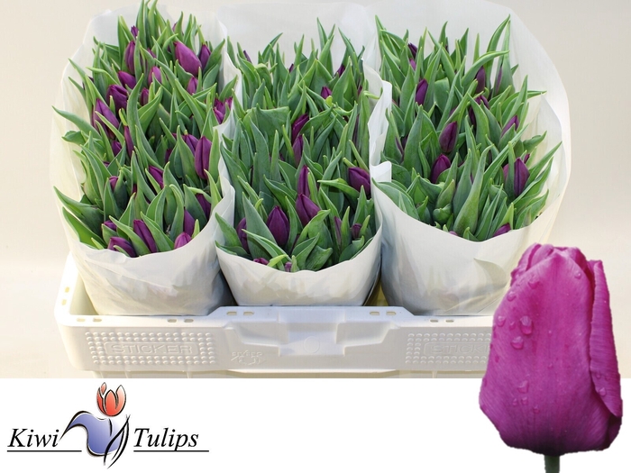 <h4>TU EN PURPLE PRINCE</h4>