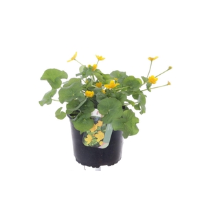 Caltha palustris