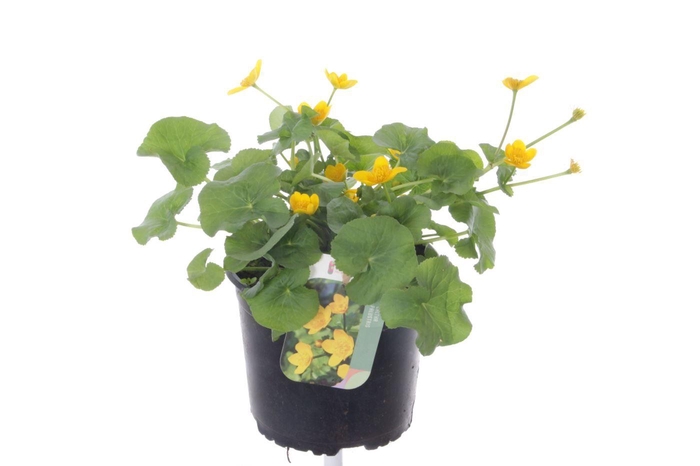 <h4>Caltha palustris</h4>