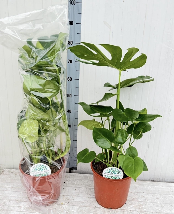 <h4>MONSTERA DELICIOSA</h4>