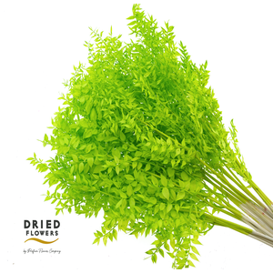 Dried Bleached Ruscus Light Green