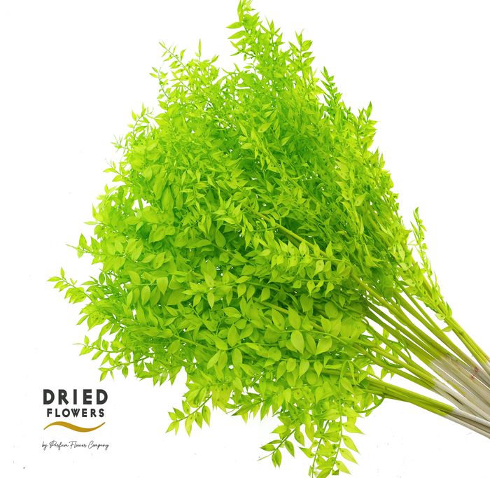 <h4>Dried Bleached Ruscus Light Green</h4>