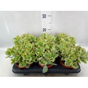 Crassula arborescens 'Curly Green'