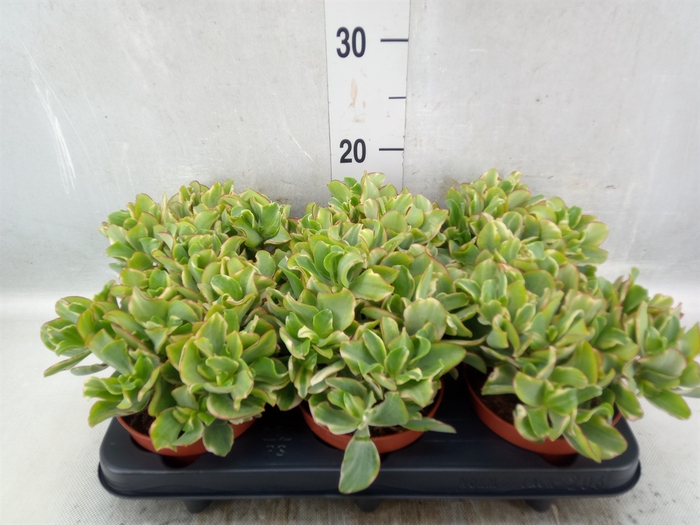 Crassula arborescens 'Curly Green'