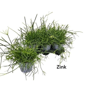 Rhipsalis cassutha (Cites) 12Ø 28cm