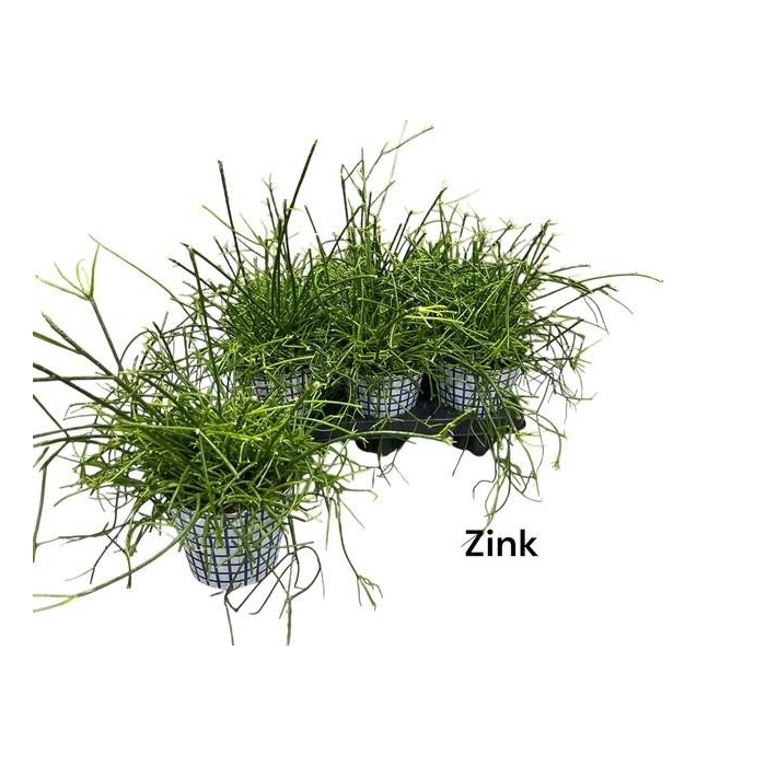 <h4>Rhipsalis cassutha (Cites) 12Ø 28cm</h4>