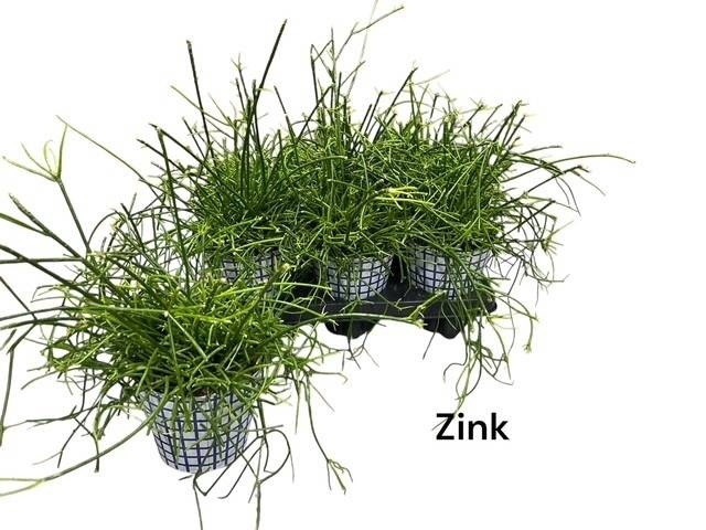 Rhipsalis cassutha (Cites) 12Ø 28cm