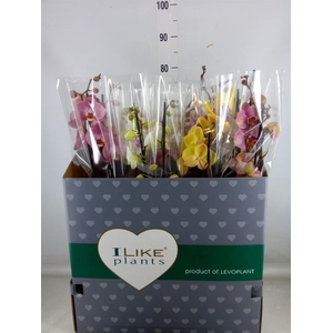 Phalaenopsis   ...mix