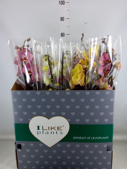 <h4>Phalaenopsis ...mix</h4>