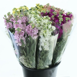 Matth Iron Mix In Fust Super