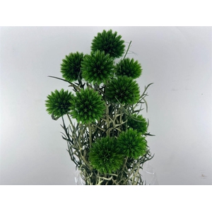 Pres Echinops 10pc Dark Green Bunch