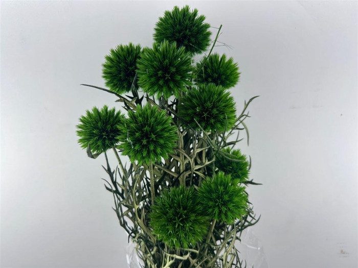 <h4>Pres Echinops 10pc Dark Green Bunch</h4>