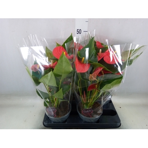 Anthurium andr. 'Casparo'