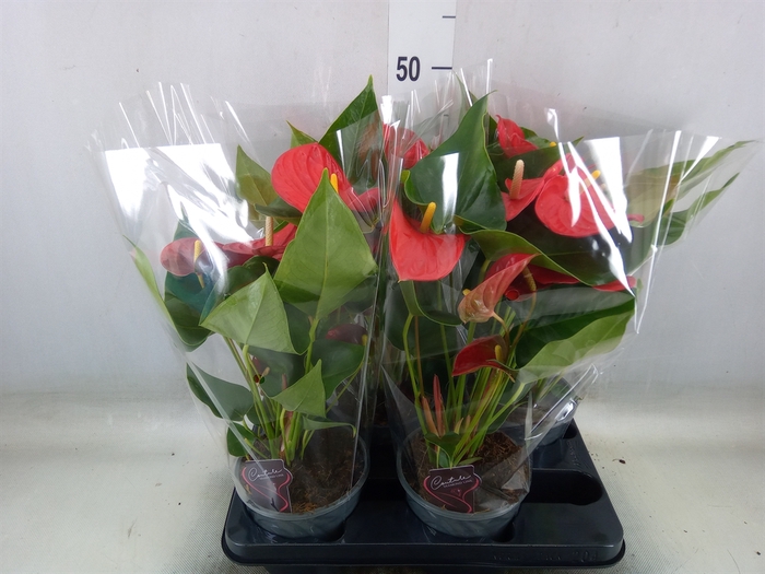 <h4>Anthurium andr. 'Casparo'</h4>