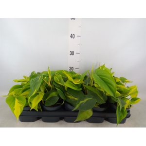 Philodendron scand. 'Brasil'