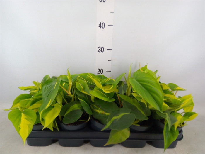 <h4>Philodendron scand. 'Brasil'</h4>
