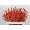 Ilex Winter Gold