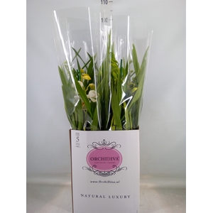 Cymbidium   ...