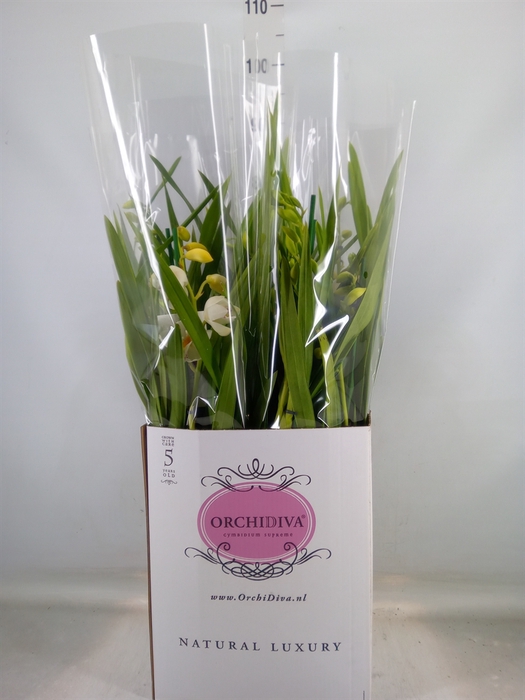 <h4>Cymbidium   ...</h4>