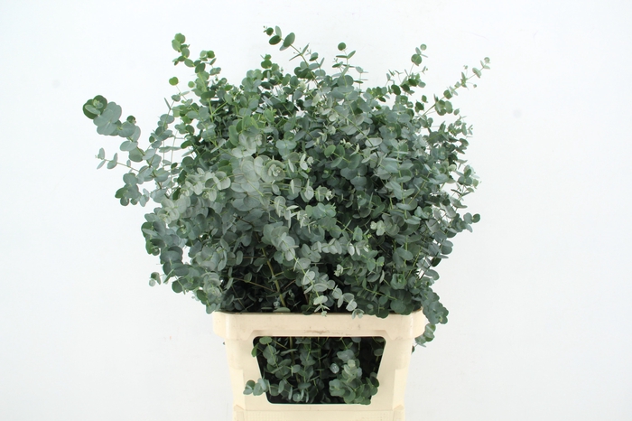 <h4>EUCA GU AZURA 100CM</h4>