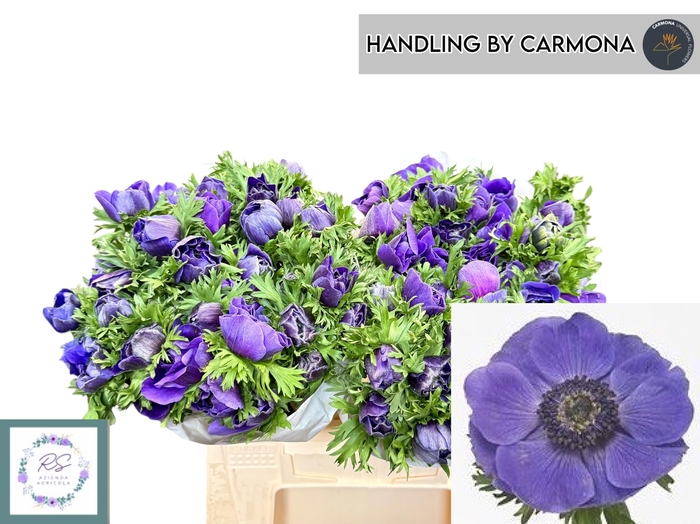 <h4>Anem Co M Plus Blu</h4>