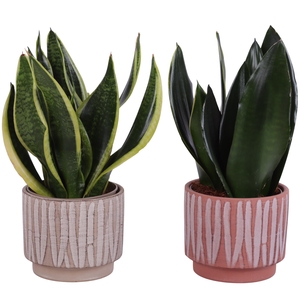 Sansevieria mix Ø12cm in Ø14cm Ceramic NT667