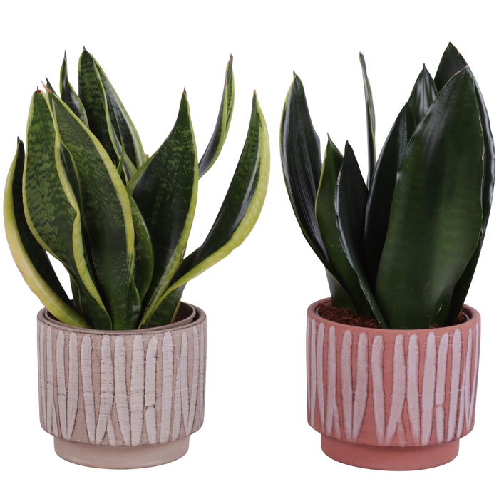 <h4>Sansevieria mix Ø12cm in Ø14cm Ceramic NT667</h4>