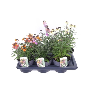 Erysimum linifolium mix