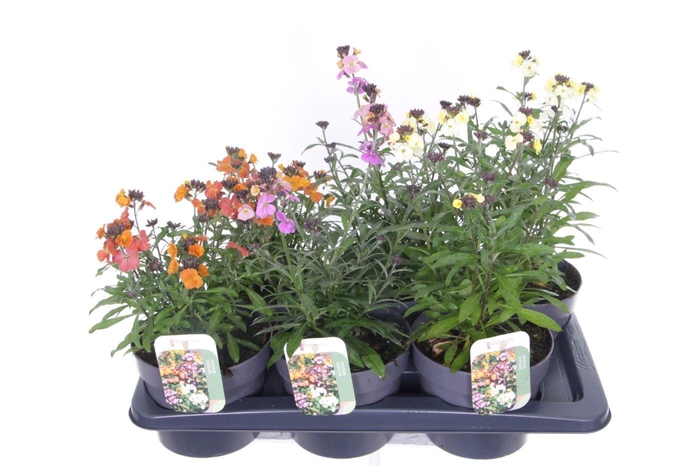 <h4>Erysimum linifolium mix</h4>