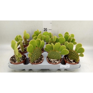 Opuntia microdasys var. pallida