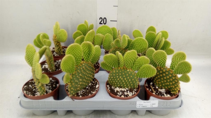 <h4>Opuntia microdasys var. pallida</h4>