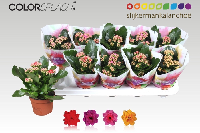 <h4>KAL GE GEM 4 KL</h4>