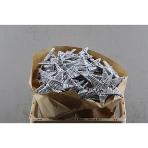 Droog Lata Star Silver X25