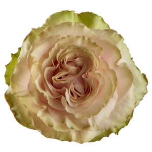 R Gr Country Secret Bicolor Pink 50